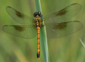 Seaside Dragonlet